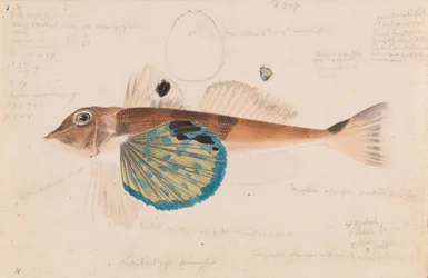 Grondin papillon, Lepidotrigla vanessa